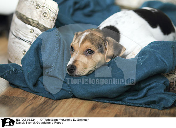 Dansk Svensk Gaardshund Puppy / DG-08224