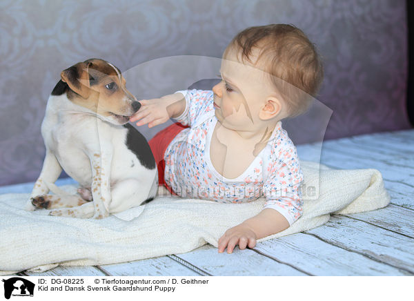 Kid and Dansk Svensk Gaardshund Puppy / DG-08225