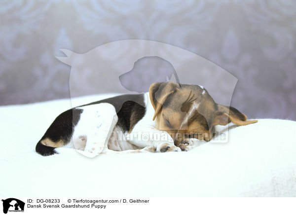 Dansk Svensk Gaardshund Puppy / DG-08233