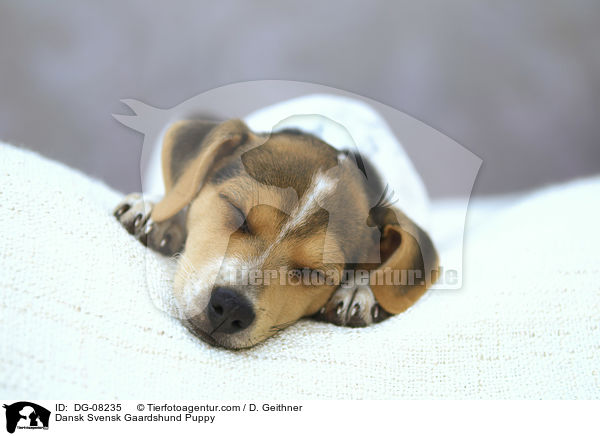 Dansk Svensk Gaardshund Puppy / DG-08235
