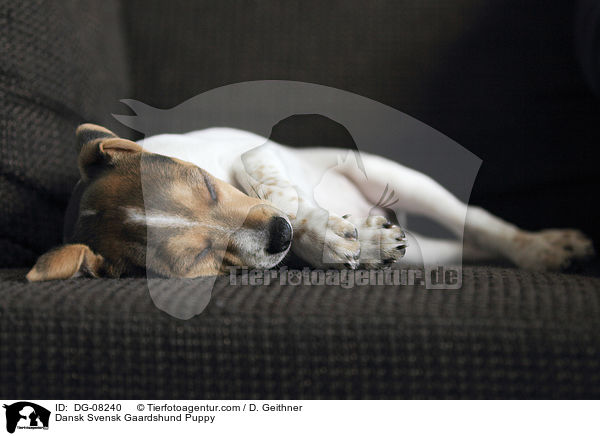 Dansk Svensk Gaardshund Puppy / DG-08240