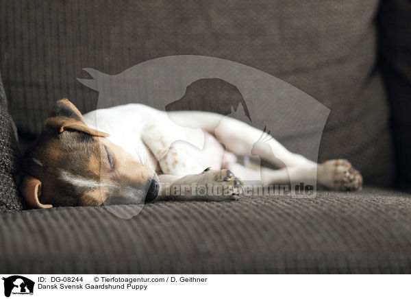 Dansk Svensk Gaardshund Puppy / DG-08244