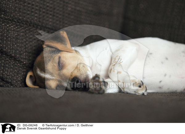Dansk Svensk Gaardshund Puppy / DG-08246
