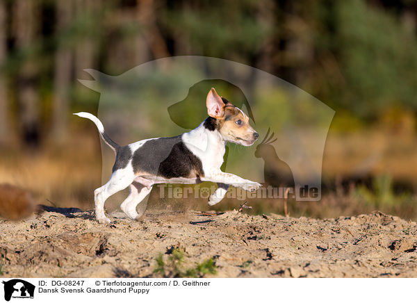 Dansk Svensk Gaardshund Puppy / DG-08247