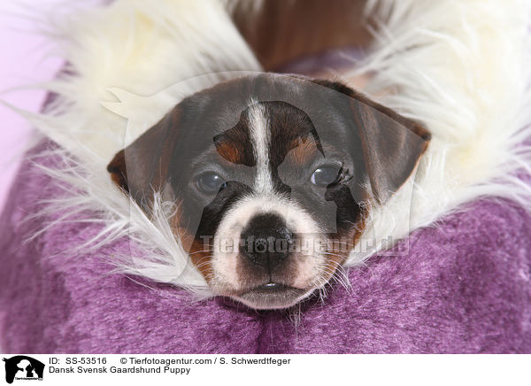 Dansk Svensk Gaardshund Puppy / SS-53516