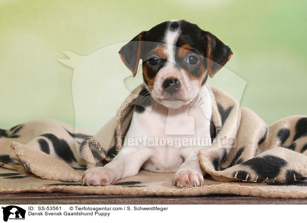 Dansk Svensk Gaardshund Puppy / SS-53561