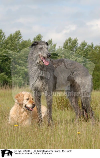 Deerhound und Golden Retriever / MR-02335
