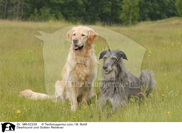 Deerhound und Golden Retriever / MR-02339