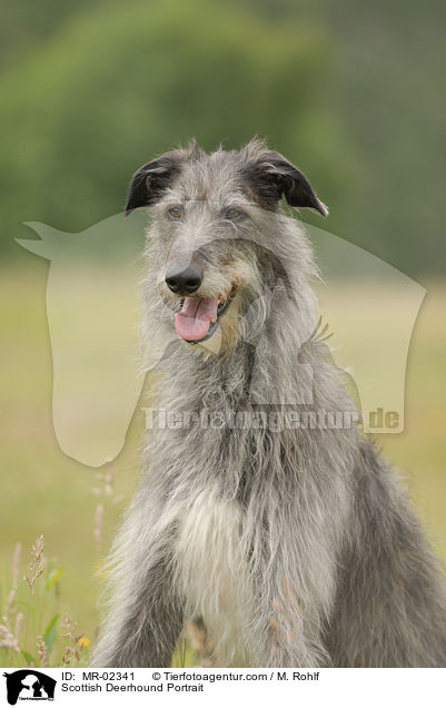Scottish Deerhound Portrait / MR-02341
