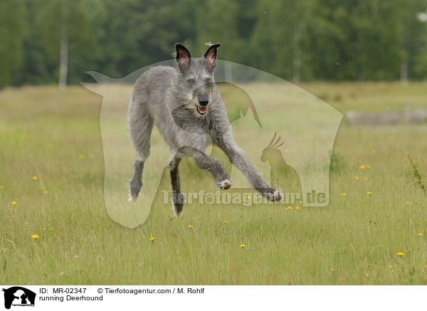 running Deerhound / MR-02347