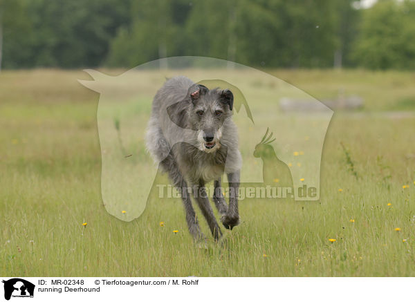 running Deerhound / MR-02348