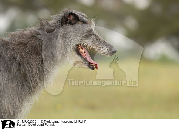 Scottish Deerhound Portrait / MR-02359