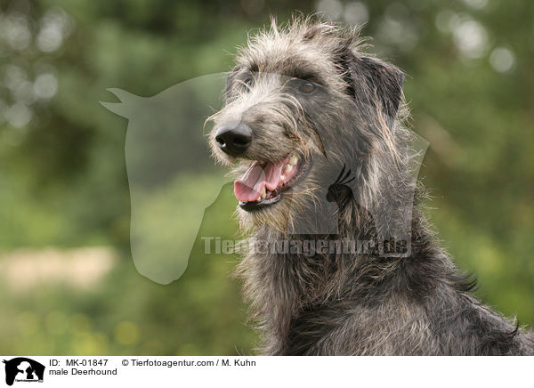 male Deerhound / MK-01847