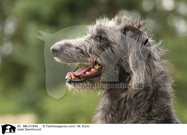 male Deerhound / MK-01848