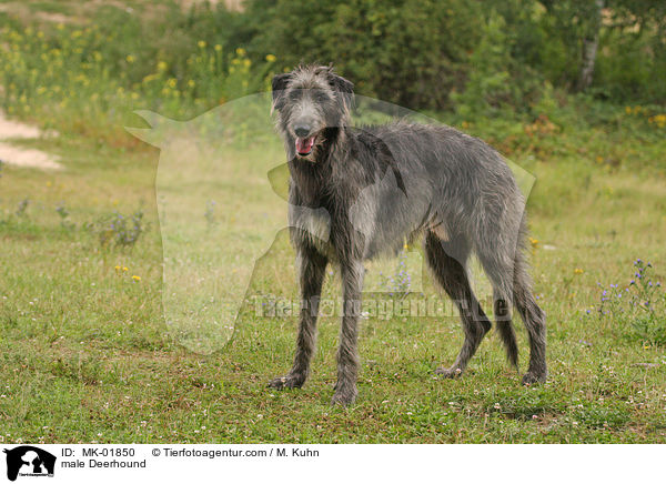 male Deerhound / MK-01850