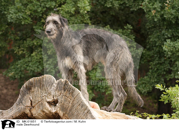 male Deerhound / MK-01851