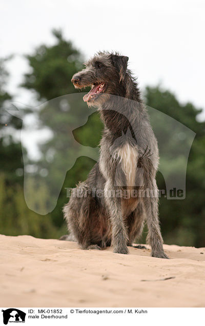 male Deerhound / MK-01852
