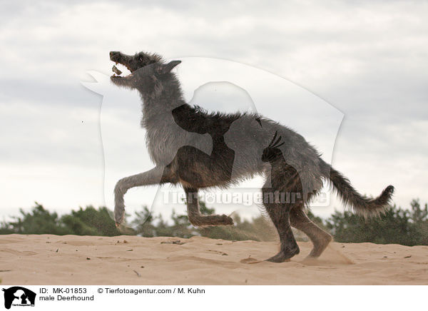 male Deerhound / MK-01853