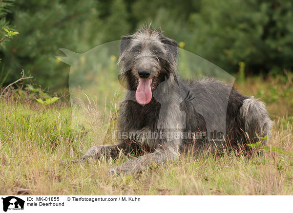 male Deerhound / MK-01855