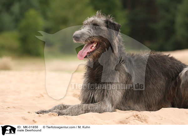 male Deerhound / MK-01856