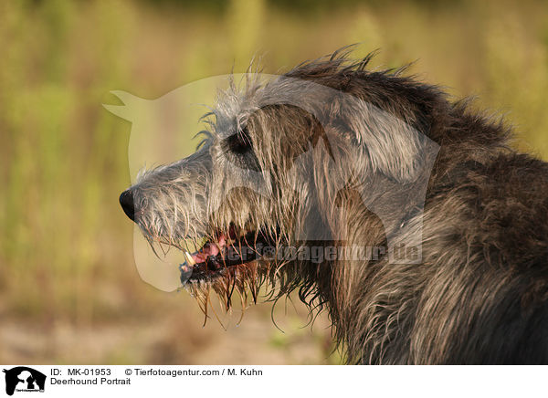 Deerhound Portrait / MK-01953