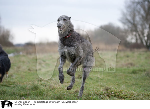 running Deerhound / AM-02851