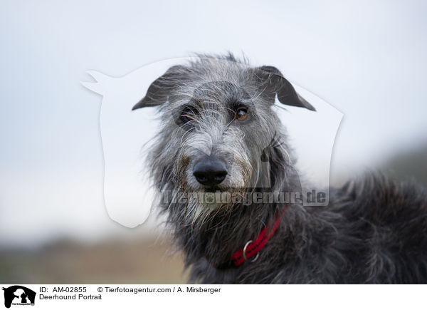 Deerhound Portrait / AM-02855