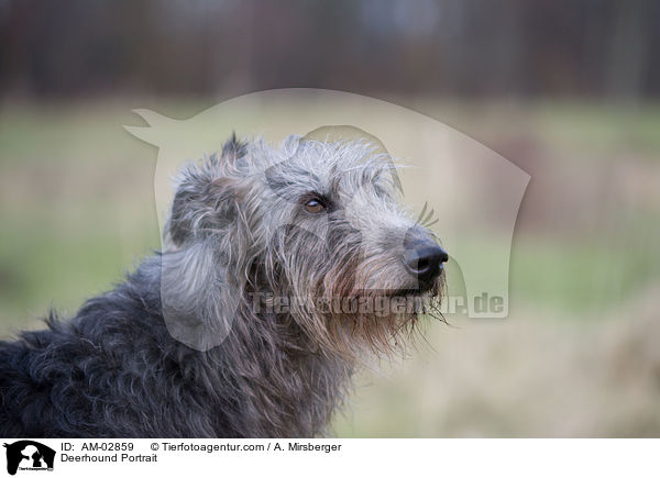 Deerhound Portrait / AM-02859