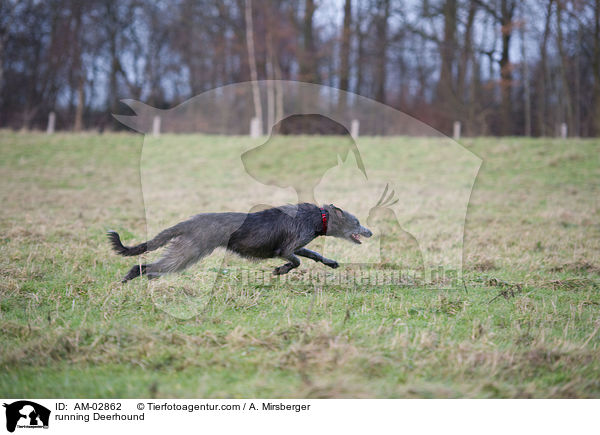running Deerhound / AM-02862