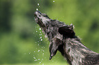 Deerhound puppy