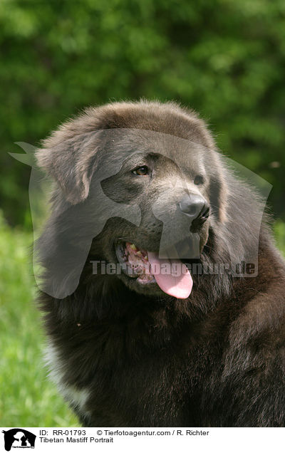Tibetan Mastiff Portrait / RR-01793