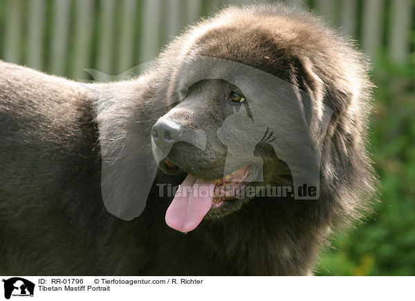 Tibetan Mastiff Portrait / RR-01796