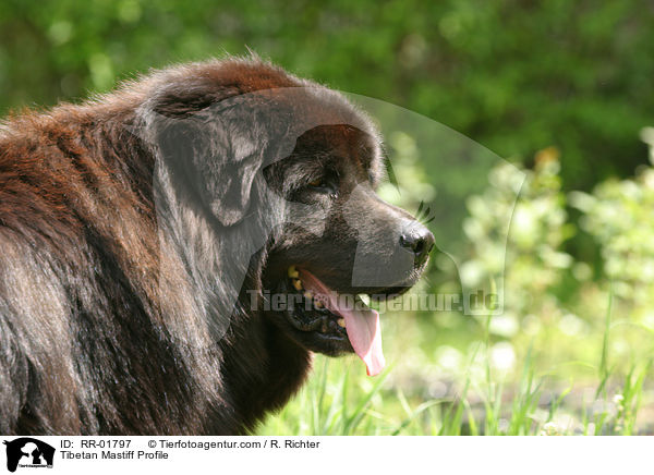 Tibetan Mastiff Profile / RR-01797
