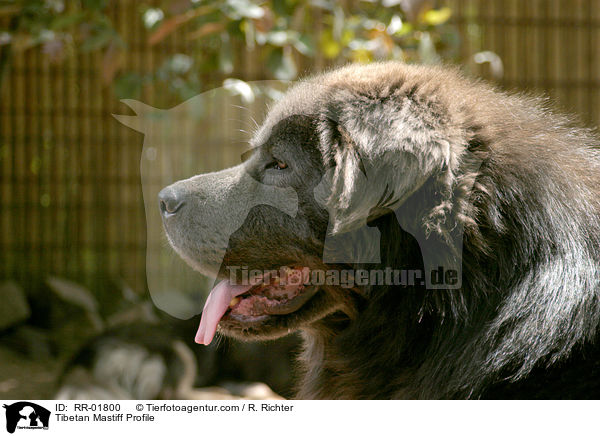 Do Khyi Profil / Tibetan Mastiff Profile / RR-01800