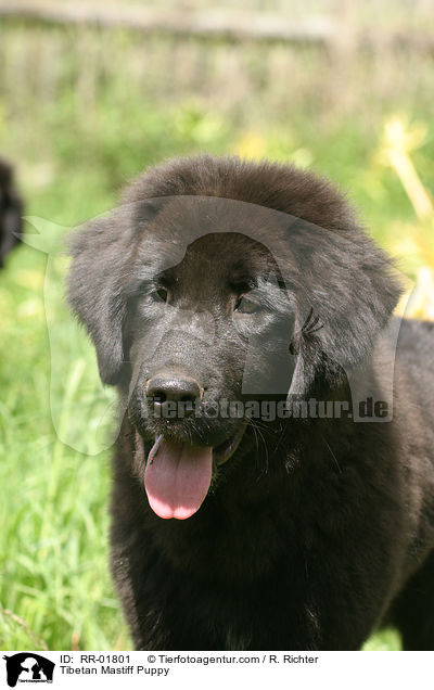 Tibetan Mastiff Puppy / RR-01801