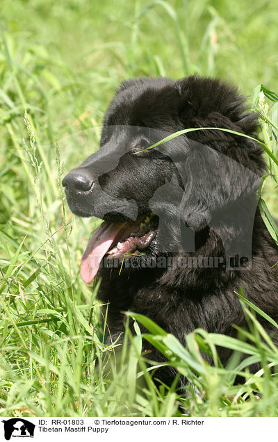Tibetan Mastiff Puppy / RR-01803
