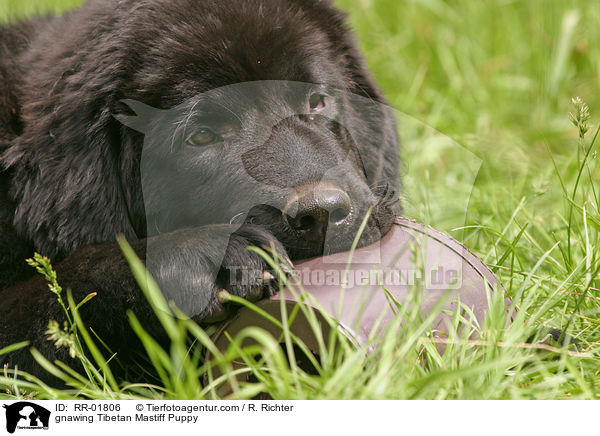 gnawing Tibetan Mastiff Puppy / RR-01806