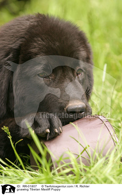 knabbernder Do Khyi Welpe / gnawing Tibetan Mastiff Puppy / RR-01807