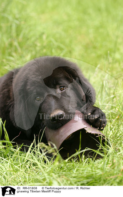 knabbernder Do Khyi Welpe / gnawing Tibetan Mastiff Puppy / RR-01808