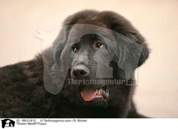 Tibetan Mastiff Puppy / RR-01812