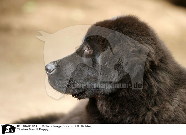 Tibetan Mastiff Puppy / RR-01814