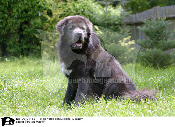 sitting Tibetan Mastiff / DB-01152
