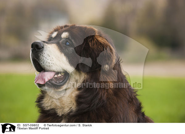 Tibetan Mastiff Portrait / SST-09802