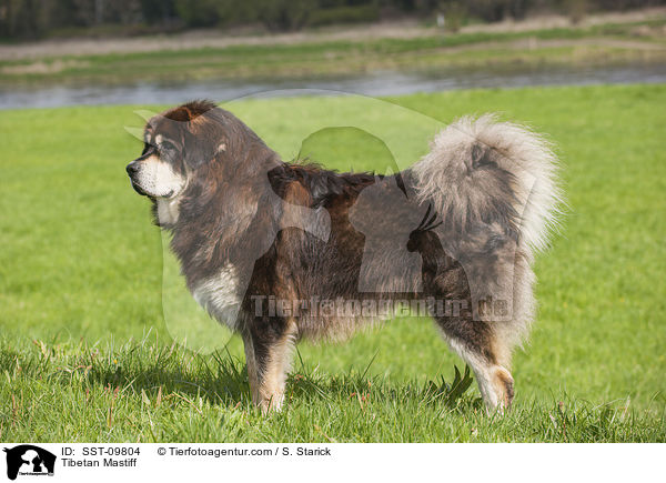 Tibetan Mastiff / SST-09804
