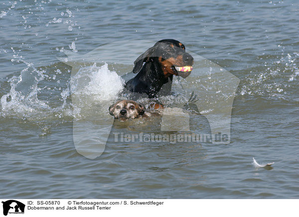 Dobermann and Jack Russell Terrier / SS-05870
