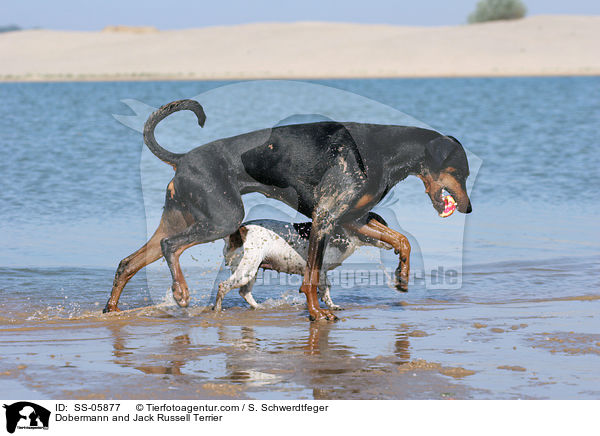 Dobermann and Jack Russell Terrier / SS-05877