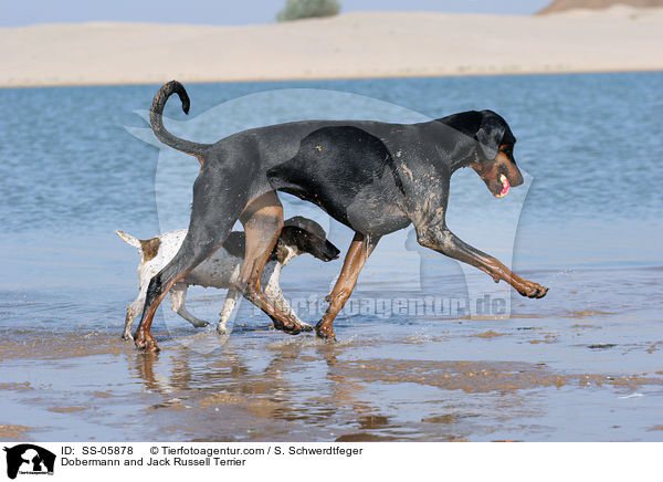 Dobermann and Jack Russell Terrier / SS-05878