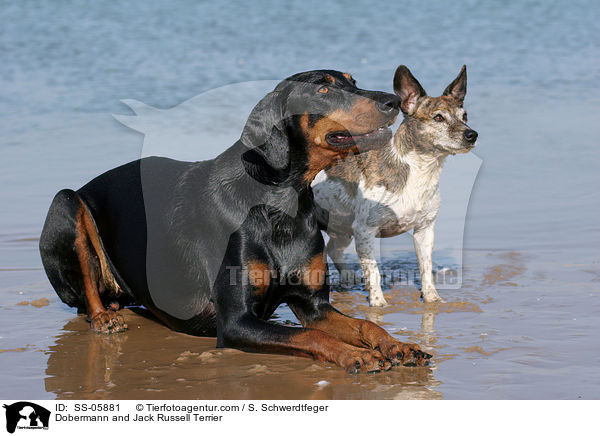 Dobermann and Jack Russell Terrier / SS-05881