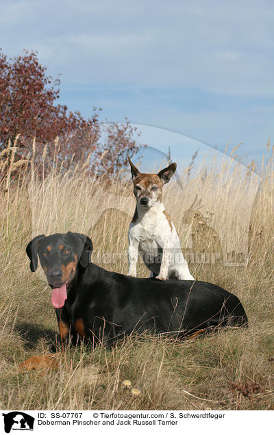 Doberman Pinscher and Jack Russell Terrier / SS-07767