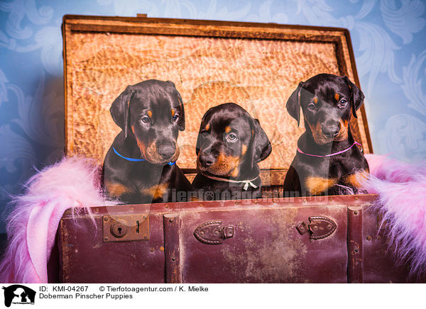 Doberman Pinscher Puppies / KMI-04267